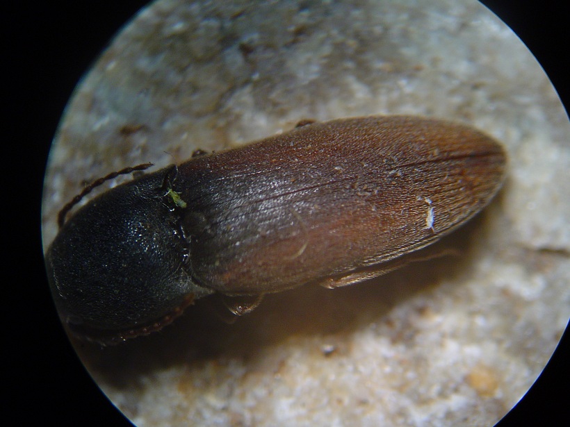 Elateridae from Spain